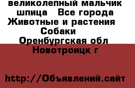 великолепный мальчик шпица - Все города Животные и растения » Собаки   . Оренбургская обл.,Новотроицк г.